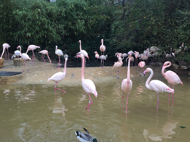 FENICOTTERI-ZOO-DI-PISTOIA