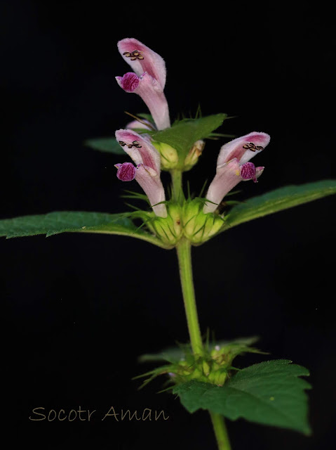 Leonurus macranthus