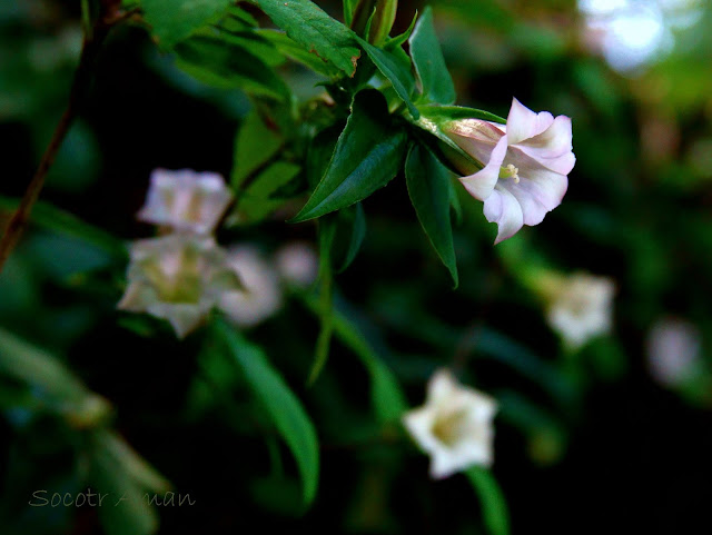 Tripterospermum japonicum