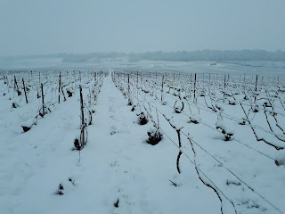 Vignes à vertus sous la neige