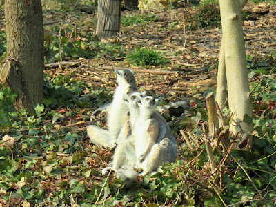 Ring-Tailed Lemurs, Including mama & baby at Paris Zoo