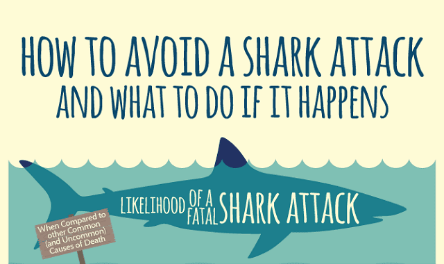 How to Avoid a Shark Attack And What to Do if it Happens