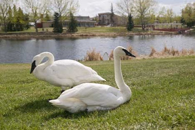 Beautiful Swans