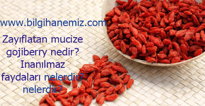 Zayıflatan mucize gojiberry nedir?