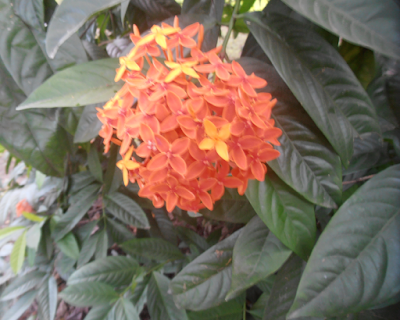 Ixora coccinea: Also known as Jungle geranium flower