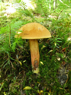 Boletus subvelutipes - Bolet à pied velu