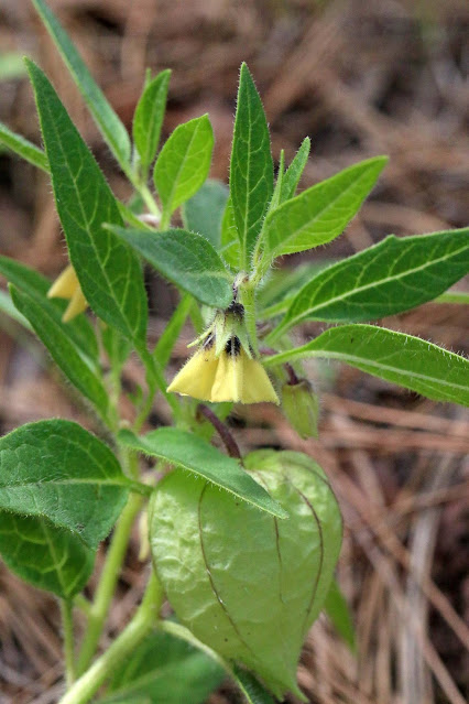 Physalis caudella