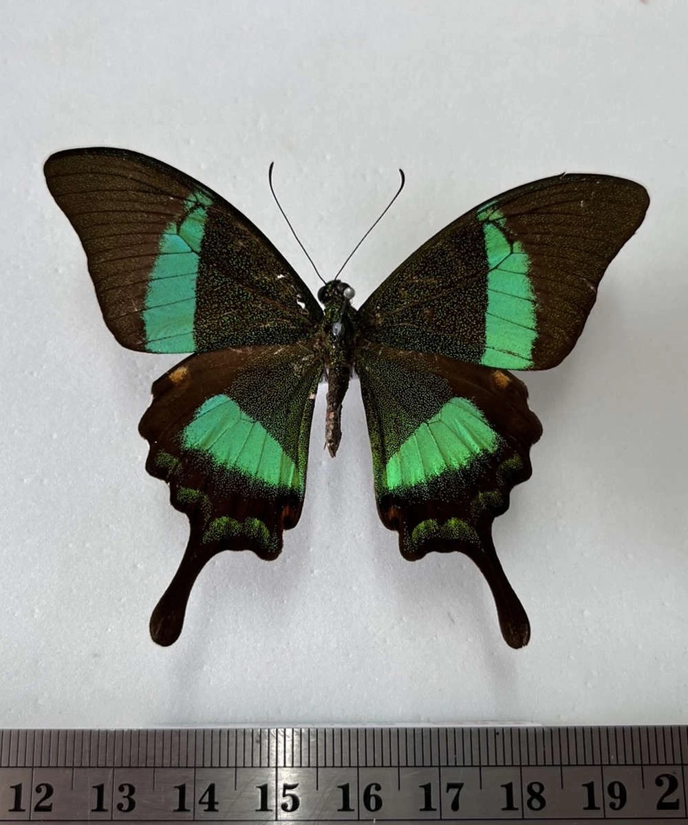 ผีเสื้อหางติ่งสะพายเขียว Papilio palinurus