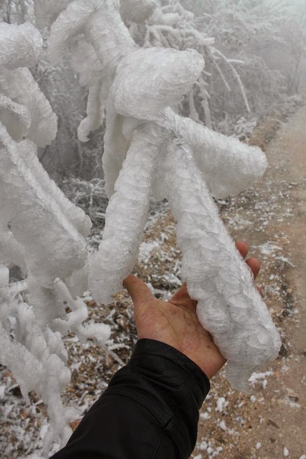 Freezing Fog Blankets Forest and Creates Surreal Frozen Landscape