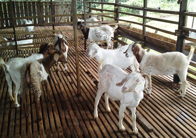 Ubat - Ubatan Asas Bagi Penternakan Kambing - Cara 