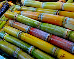 sugar-cane