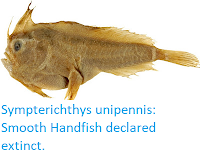http://sciencythoughts.blogspot.com/2020/07/smooth-handfish-declared-extinct.html