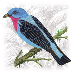 Anambé Azul  (Cotinga cayana)