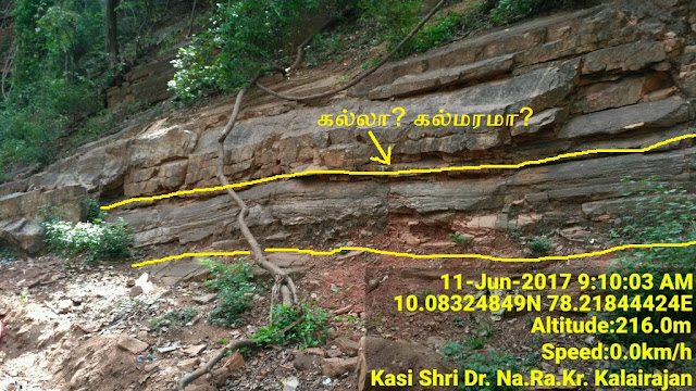tree fossil