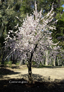 ALMENDRO FLORIDO EN LA QUINTA DE LOS MOLINOS