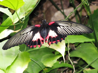 Butterfly Gardens, Victoria