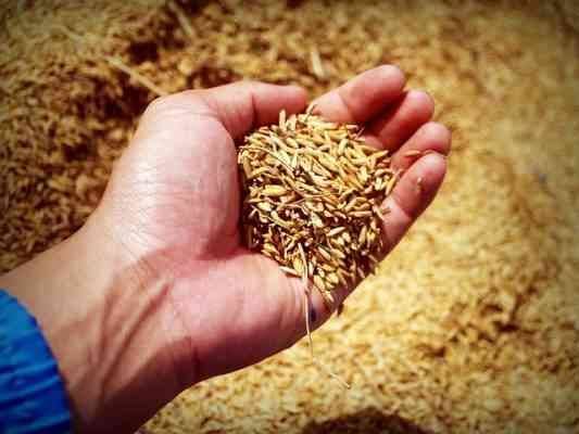 ضبط تاجر بحوزته 40 طن أرز حجبها عن البيع بالحامول