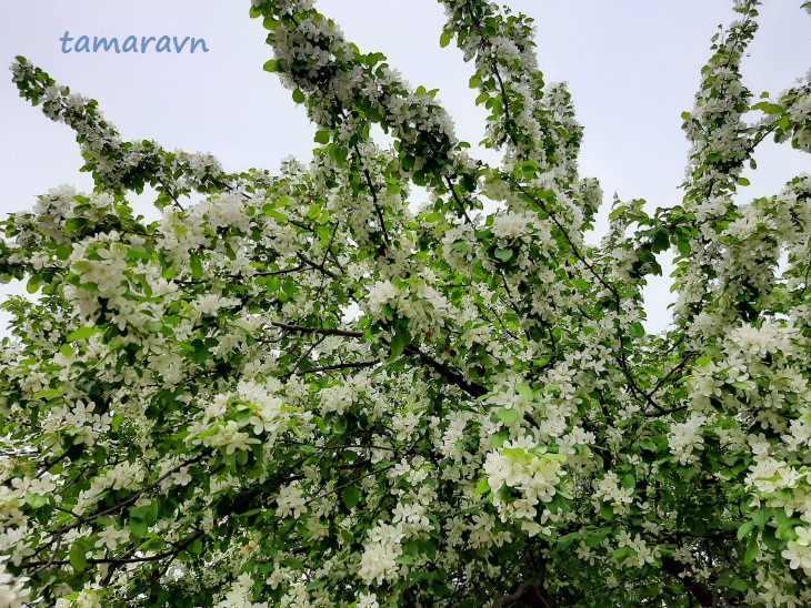 Яблоня маньчжурская цветёт (Malus mandshurica)