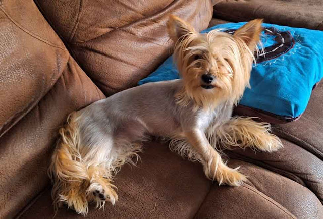 Blair female Yorkie laying on a leather couch