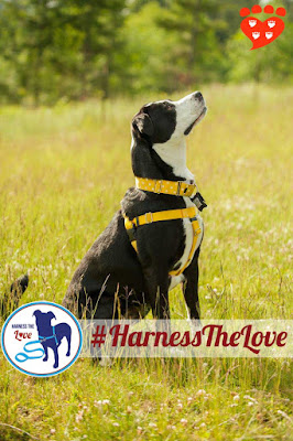 No-pull harnesses are a great choice to walk your dog. Here, Beautiful Zoe models her no-pull  harnesb