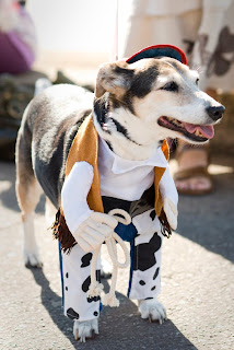 Photograph of a Dog Dressed as a Cowboy 