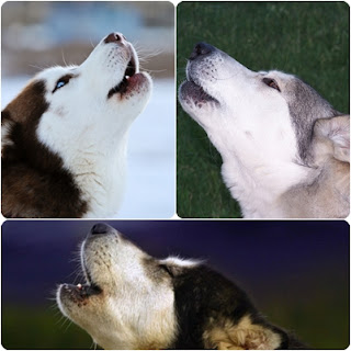 husky facts 6