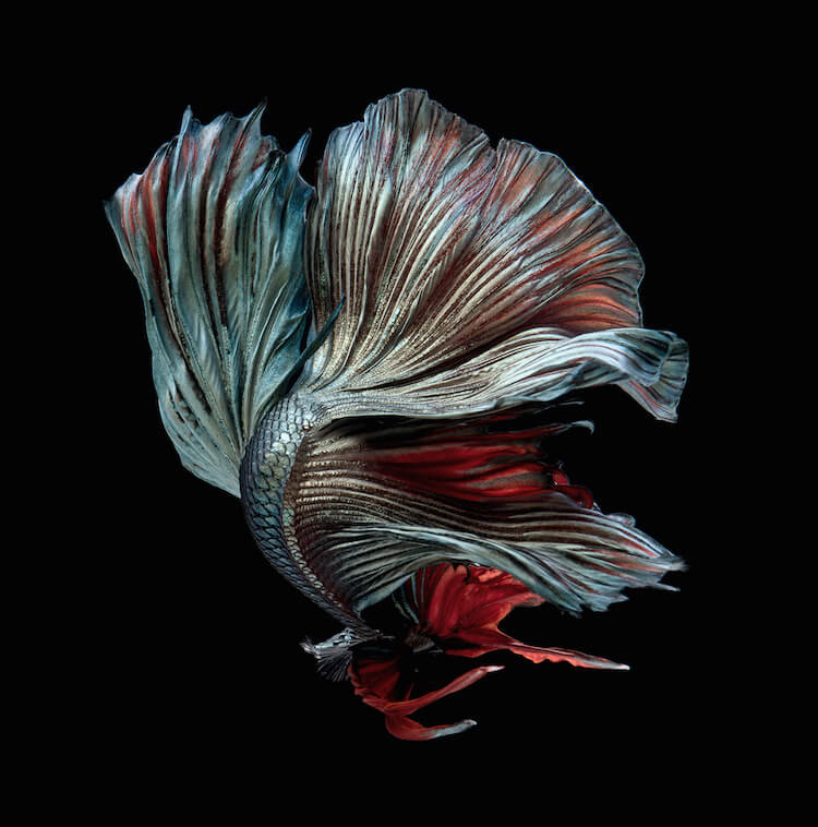 Breathtaking Siamese Fighting Fish Portraits Resemble Colorful Clouds of Ink in Water