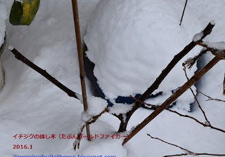 冬のイチジクゴールドファイガーの鉢植え栽培