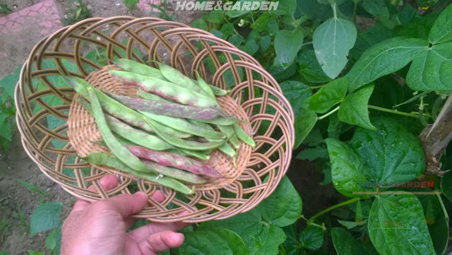 Beans are some of the easiest veggies to grow, which makes them ideal for beginners and beloved by any veggie gardeners.