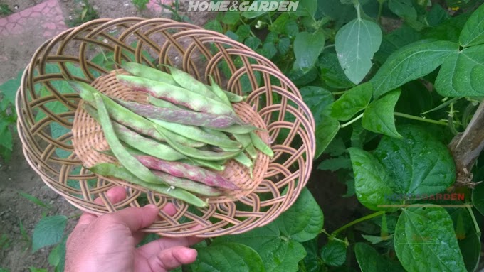 How to Grow Beans