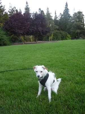 Freckles the Dog Holbrook Palmer Park