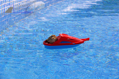 Sparrow cruising at Monachus Monachus Apartments 