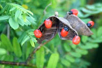 Rosary Pea