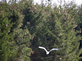 great blue heron flying