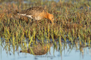 Wildlifefotografie Uferschnepfen