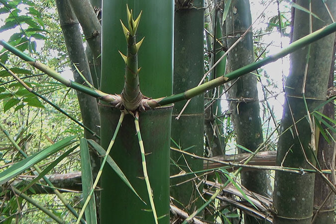 Dlium Ampel bamboo (Bambusa vulgaris)