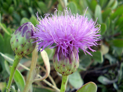 flor centaura maltesa Cheirolophus crassifolius