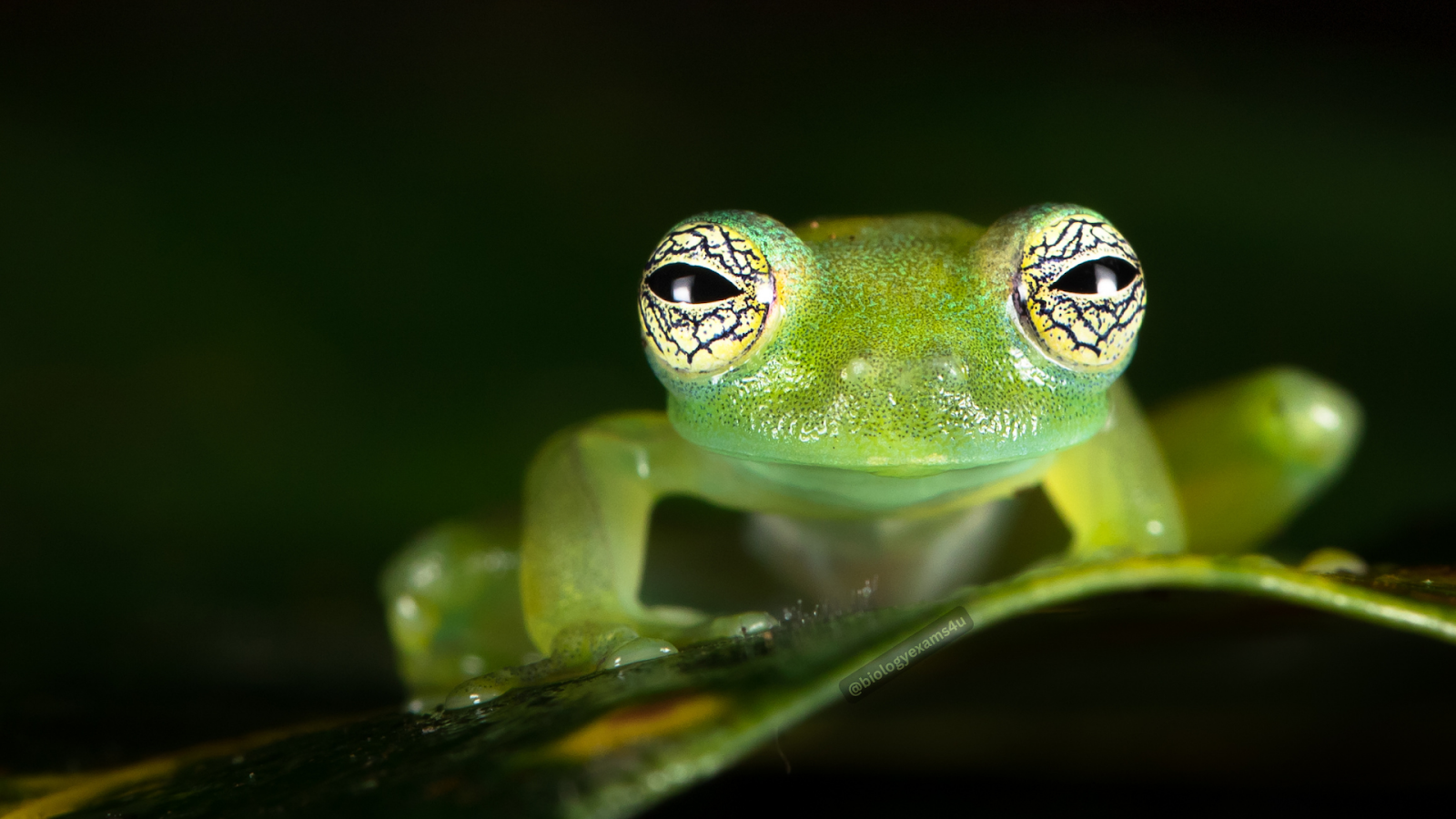 Glass Frogs  Animal Facts