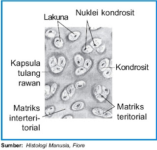 oleh matriksnya sendiri dalam ruangan yang disebut lakuna Pintar Pelajaran Tulang Rawan pada Manusia Dewasa dan Anak