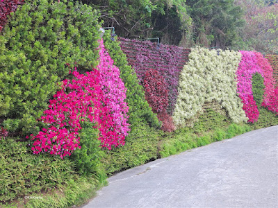 plant wall, Taiwan