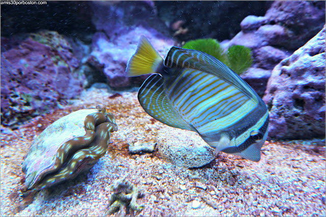 Galería Tropical del Acuario de Boston