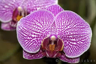 orchid looks like butterfly