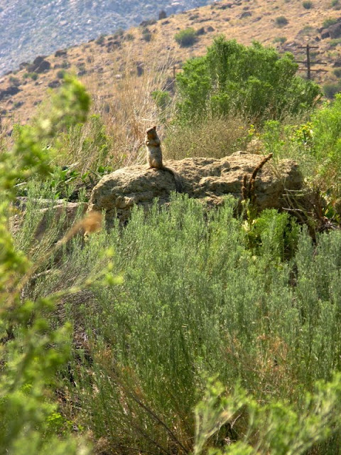 ground squirrel