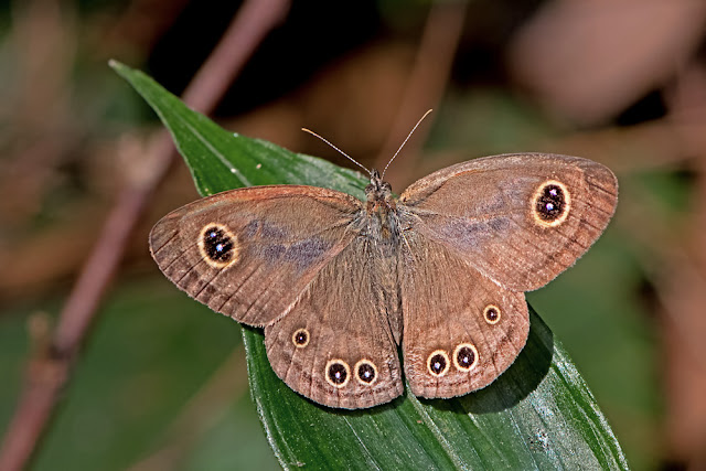 Ypthima baldus the Common Five-ring butterfly