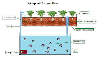 Memahami Cara Kerja Akuaponik Pasang Surut (Ebb Flow)