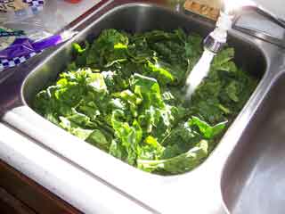 Wash that spinach!