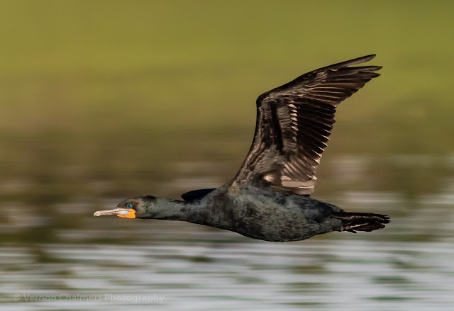 Cape cormorant low flying over the Diep River, Woodbridge Island