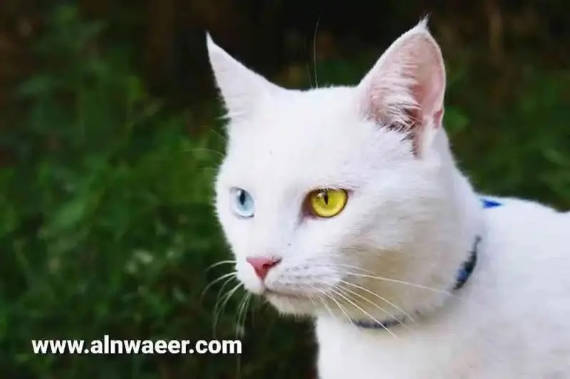 هل القطط ذات العينين المختلفتين اللون عمياء؟