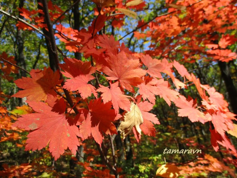 Клён ложнозибольдов (Acer pseudosieboldianum)