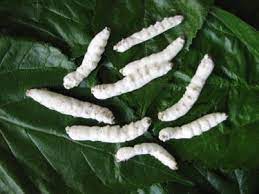 Infographics showing White silkworm disease